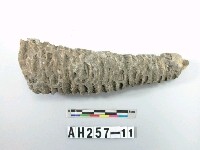 藏品(植物化石)的圖片